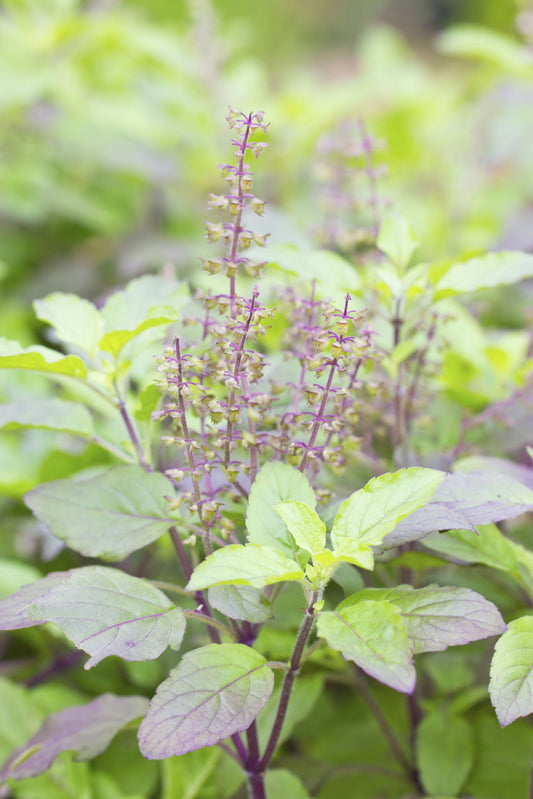 Tulsi